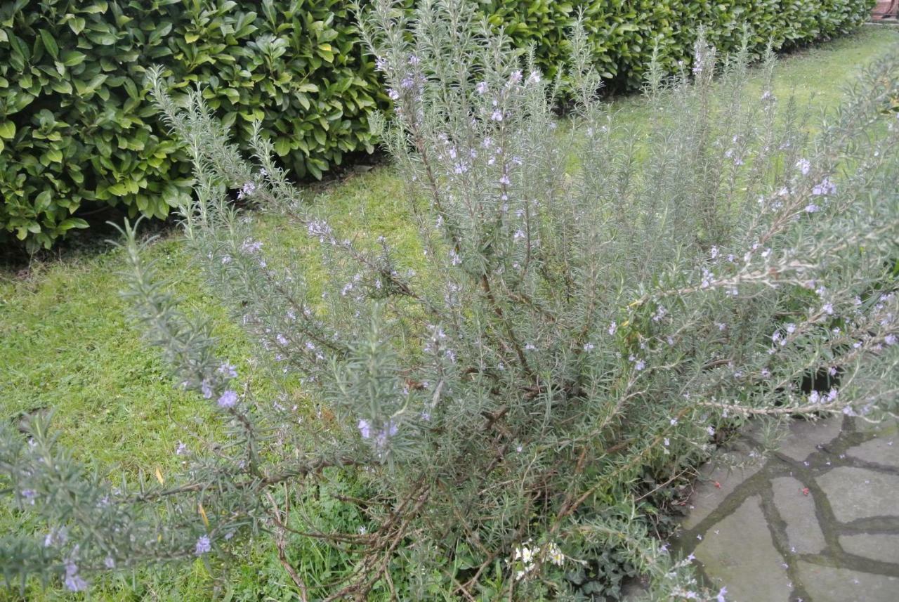 B&B La Damigiana Fioi Piano di Follo Exterior photo